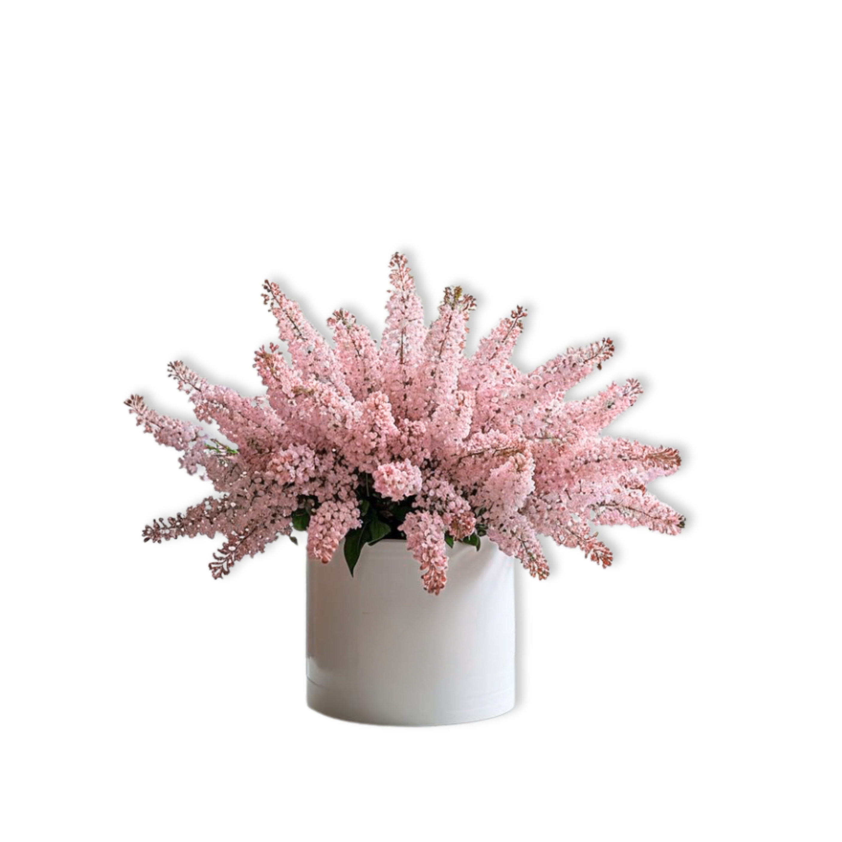 Lilac - A Harbinger of Spring